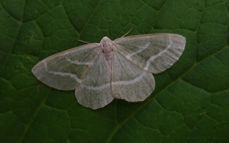 Hylaea fasciaria - Geometridae
